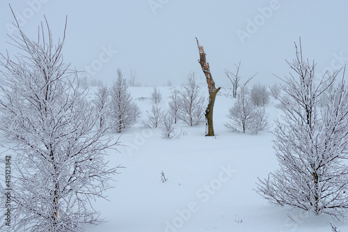 arbre mort dans le froid