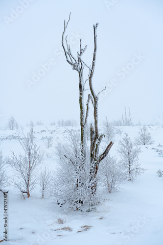 arbre mort dans le froid