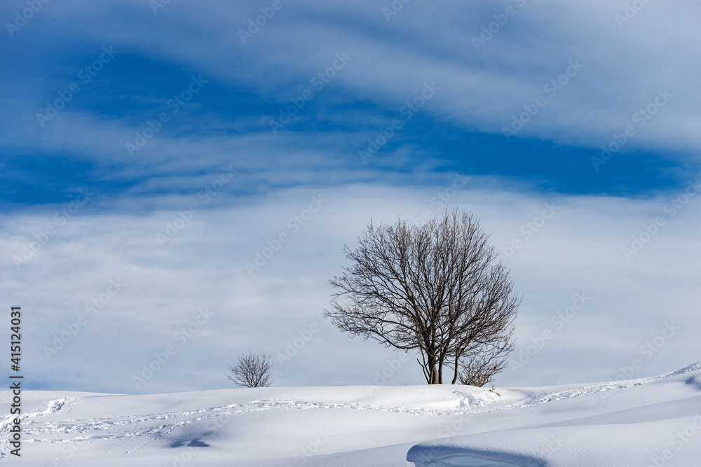 Lonely bare tree in a winter landscape with snow on blue sky with clouds. Lessinia Plateau (Altopiano della Lessinia),  Regional Natural Park, Verona Province, Veneto, Italy, Europe.
