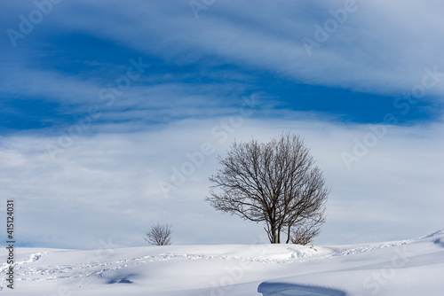 Lonely bare tree in a winter landscape with snow on blue sky with clouds. Lessinia Plateau (Altopiano della Lessinia), Regional Natural Park, Verona Province, Veneto, Italy, Europe. 