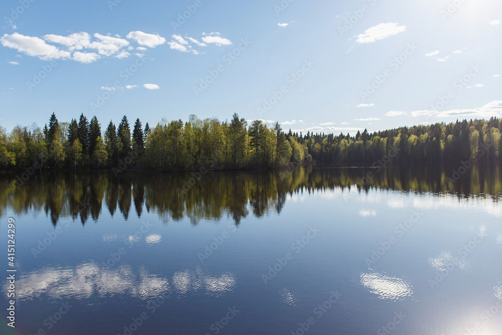 Forest lake and spruce forest with birch with young leaves in spring or early summer.