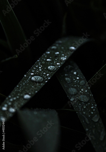 Cuadro en lienzo raindrops on the grass