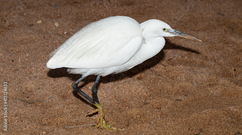 Little egret (Egretta garzetta). The white bird hunts fish in the red Sea. photo