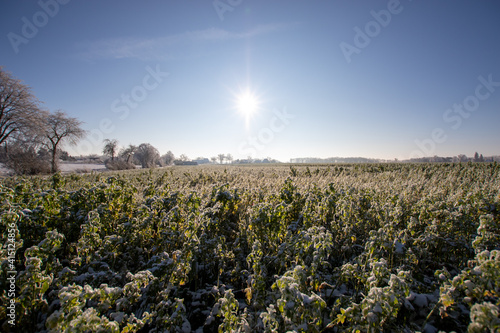 Frostiges Feld 01
