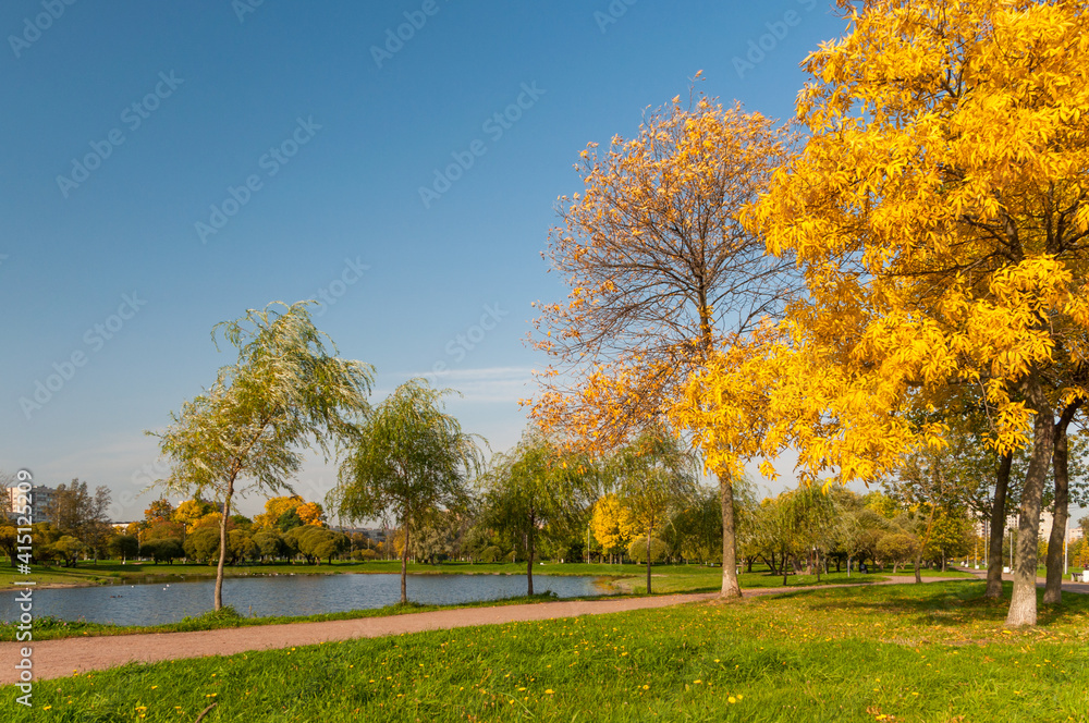 Naklejka premium autumn in the park, trees with yellow leaver and clear blue sky