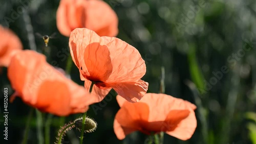 Red poppy flowers close up. Spring season.