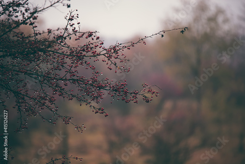 shrub of crataegus monogyna. hawthorn during ripening on a rainy day. natural medicinal plant during autumn season