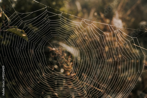 Sprider web. Sunrise in the field covered fogs.  Close up fragile spider web with water drops. photo