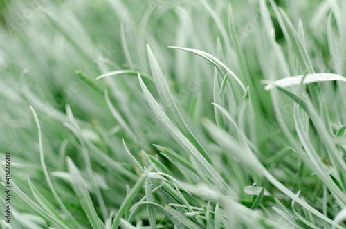 tender grass in a cold vein. light leaves with blurred background
