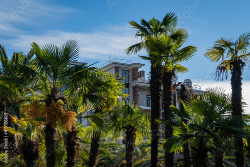 Chinese windmill palms (Trachycarpus fortunei) or Chusan palms against blue autumn sky. Public city park. In background is multi-storey hotel building. Close-up. Sochi, Russia - November 23, 2020 © AlexanderDenisenko