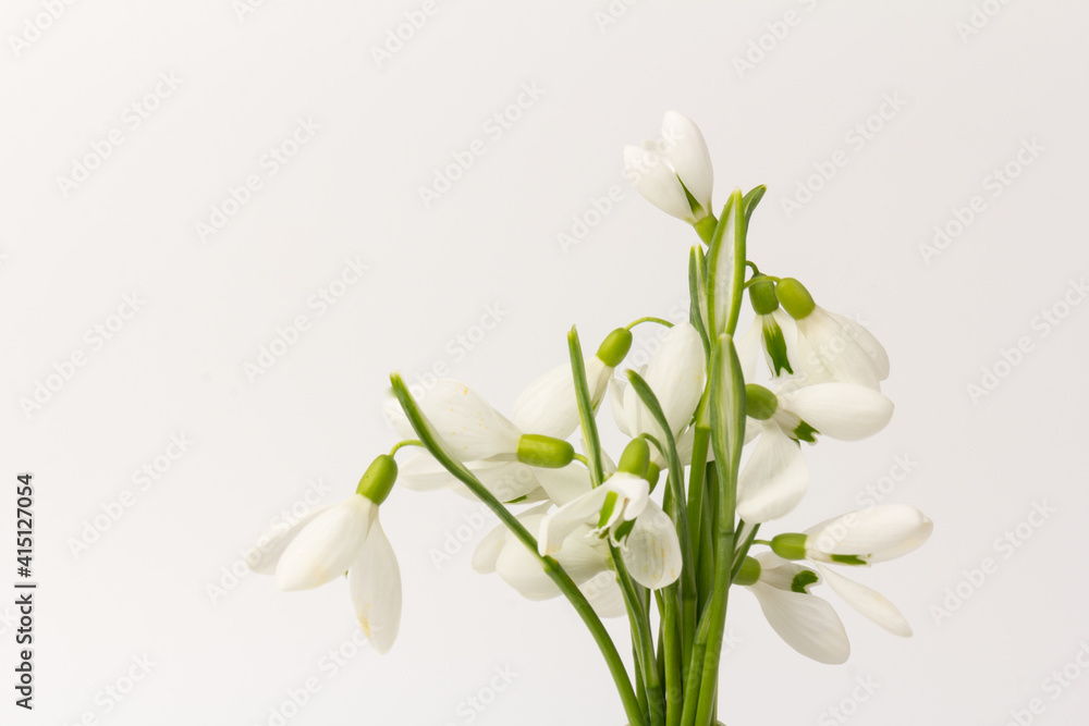 Snowdrop on white background. White springs flower in close-up with copy space. Snowdrop on white background. White springs flower in close-up with copy space.