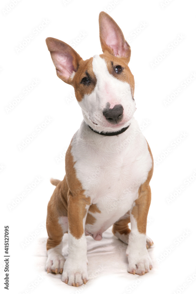 Bull terrier dog