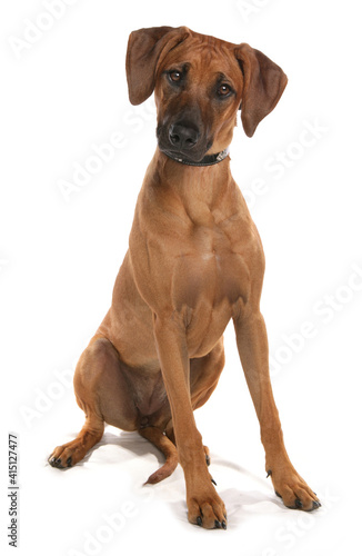 Rhodesian Ridgeback Dog