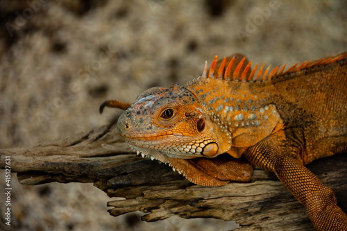 Beautiful orange iguana sunning on log.