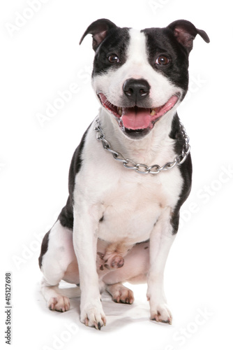 Staffordshire Bull Terrier Dog