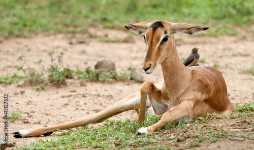 Young impala lying down