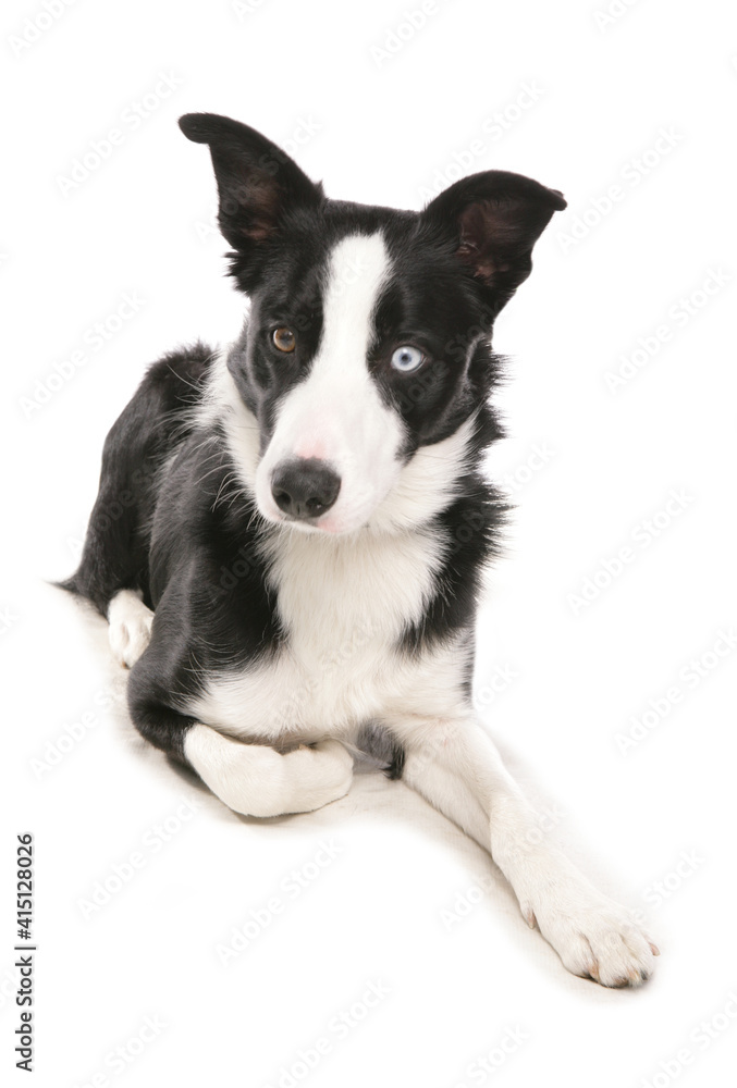 Fototapeta premium Border collie dog