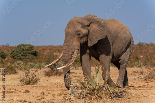 Εκτύπωση καμβά Big African elephant tusker