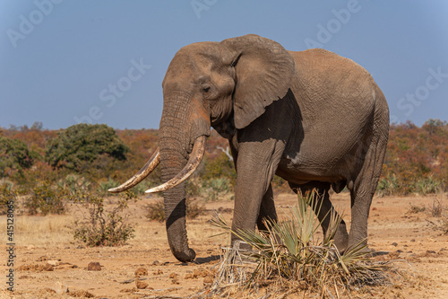 Solitary elephant tusker walking