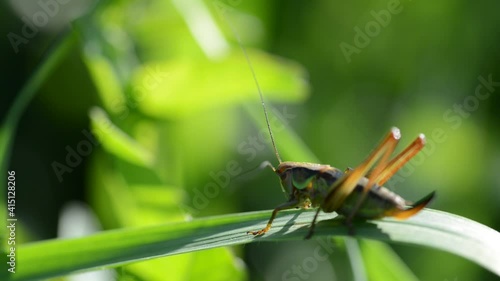 Grasshopper in grass on meadow. Summer season.