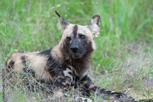 Wild dog at rest with a cut on the leg