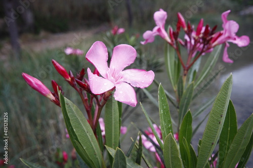 flower of a pink oleander  Nerium oleander  with the green leaves in the background