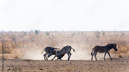 Two zebra males fighting