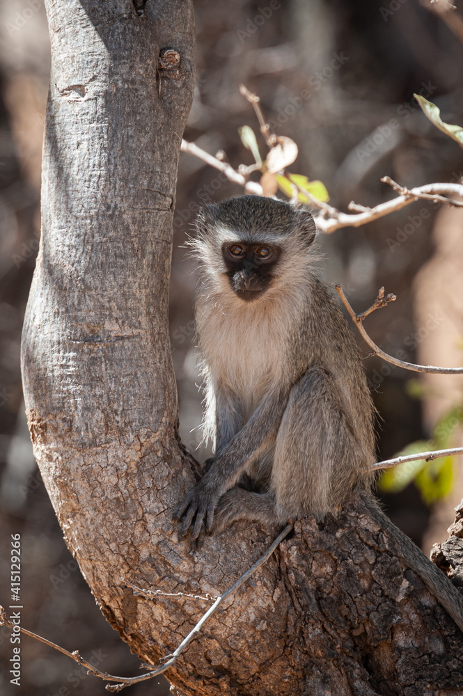 Obraz premium Vervet monkey sitting on a branch
