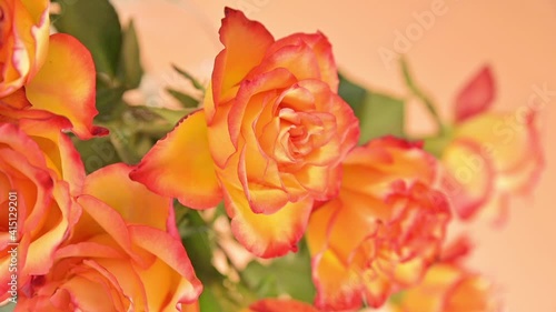 A bouquet of red and yellow roses are moving in the frame. A gift for a woman, mom or grandmother. Slow motion. High quality FullHD footage.  photo