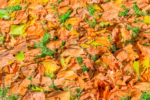 Autumn concept  lawn filled with falling leaves