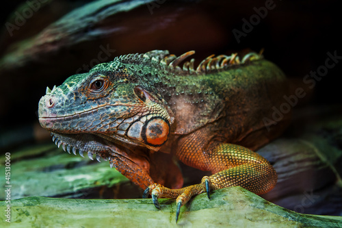 The lizard sits on a rock