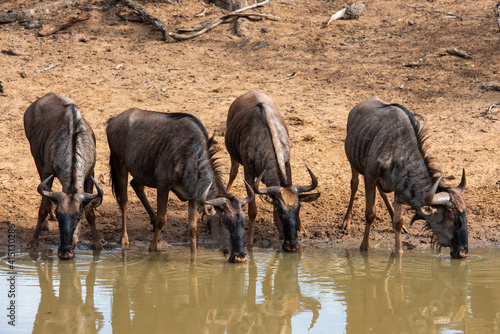 Blue Wildebeest drinking at a waterhole