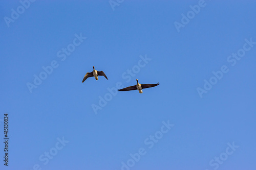 早春のマガンの飛翔 © zikko2020