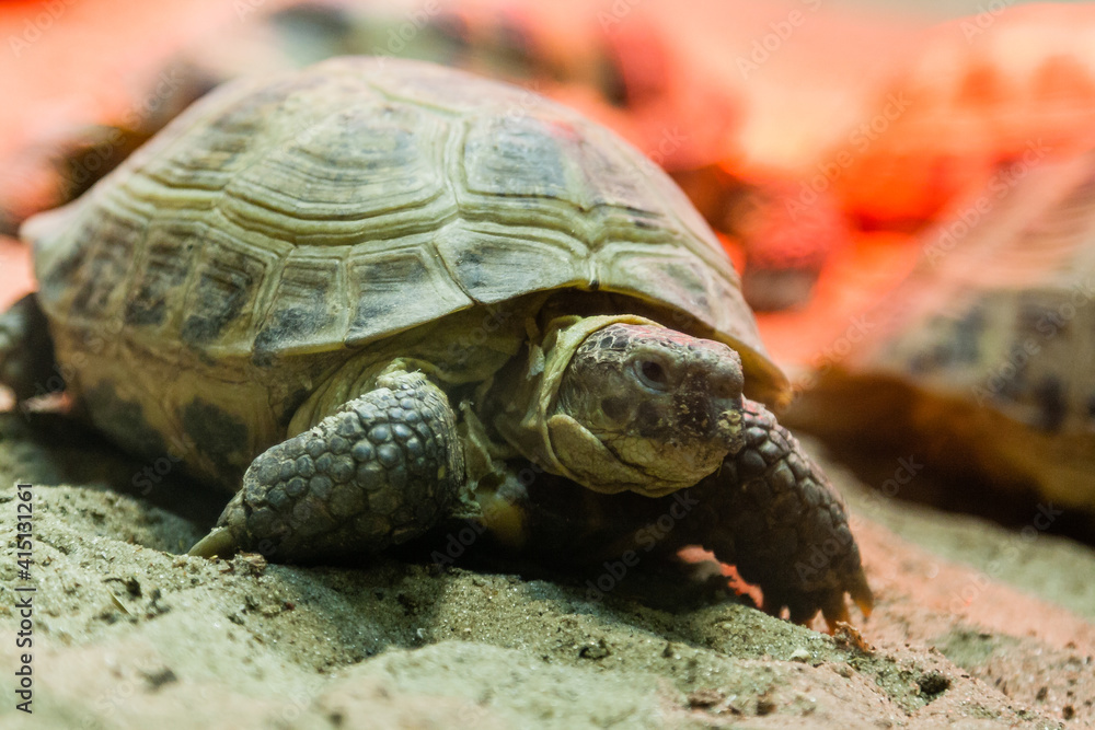Obraz premium Turtle walking on sand