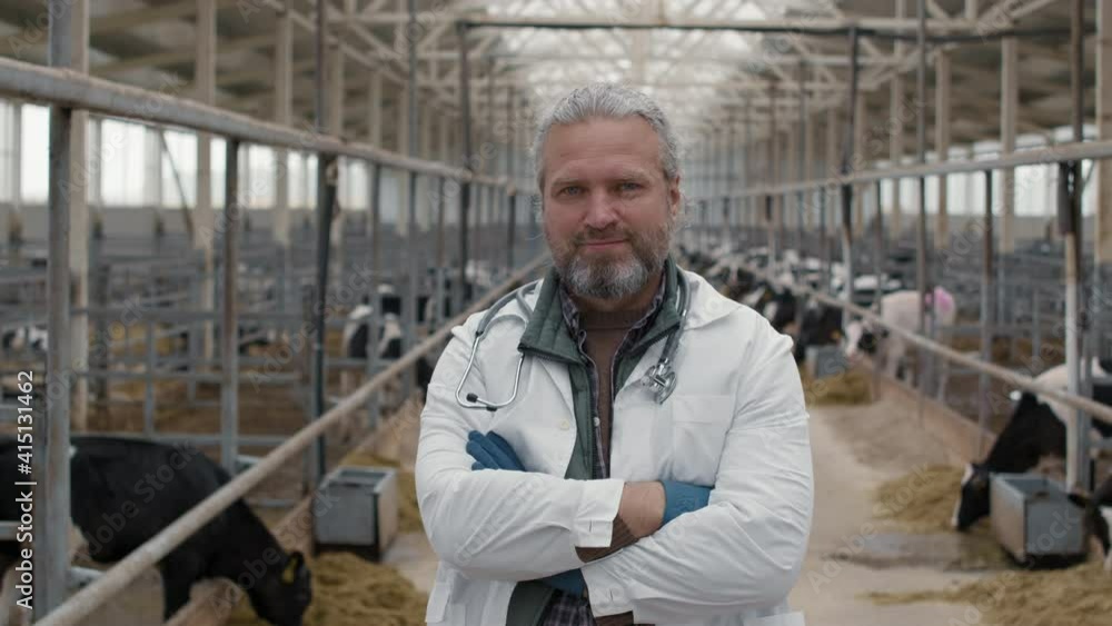 PAN portrait of cheerful middle-aged male veterinarian in lab coat and gloves standing inside dairy farm facility with cows in feedlots and posing for camera PAN portrait of cheerful middle-aged male veterinarian in lab coat and gloves standing inside dairy farm facility with cows in feedlots and posing for camera
