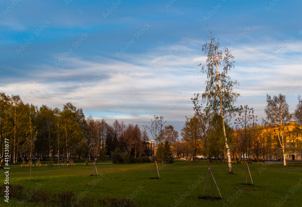 Birch tree in evening park