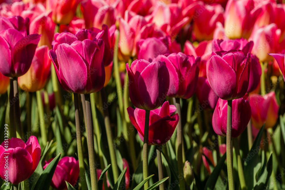 Macro of pink tulips on a background of green grass