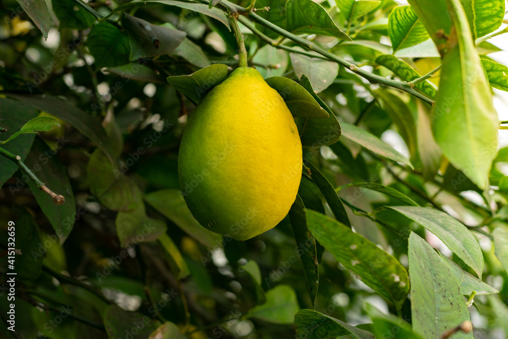 Close-up of a lemon tree. Ripe Lemons hanging on tree. Growing Lemon.
