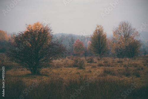 an autumn day with dense fog. dry glade with colorful shrubs and trees
