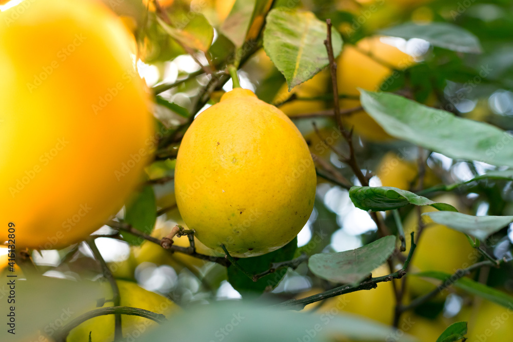 Close-up of a lemon tree. Ripe Lemons hanging on tree. Growing Lemon.