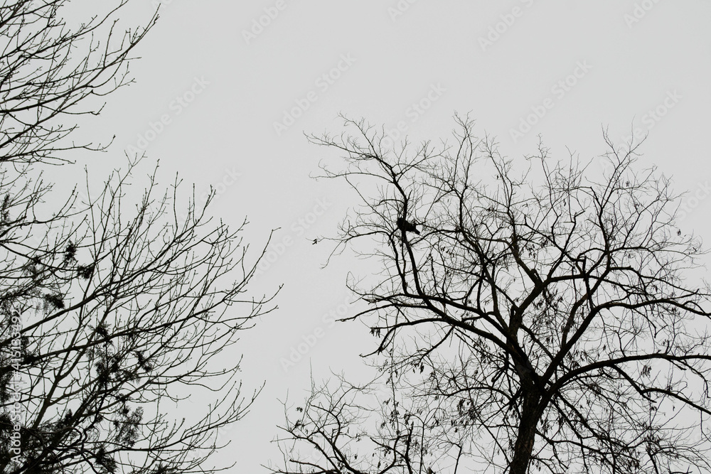 Obraz premium a crow on a tree branch in the park