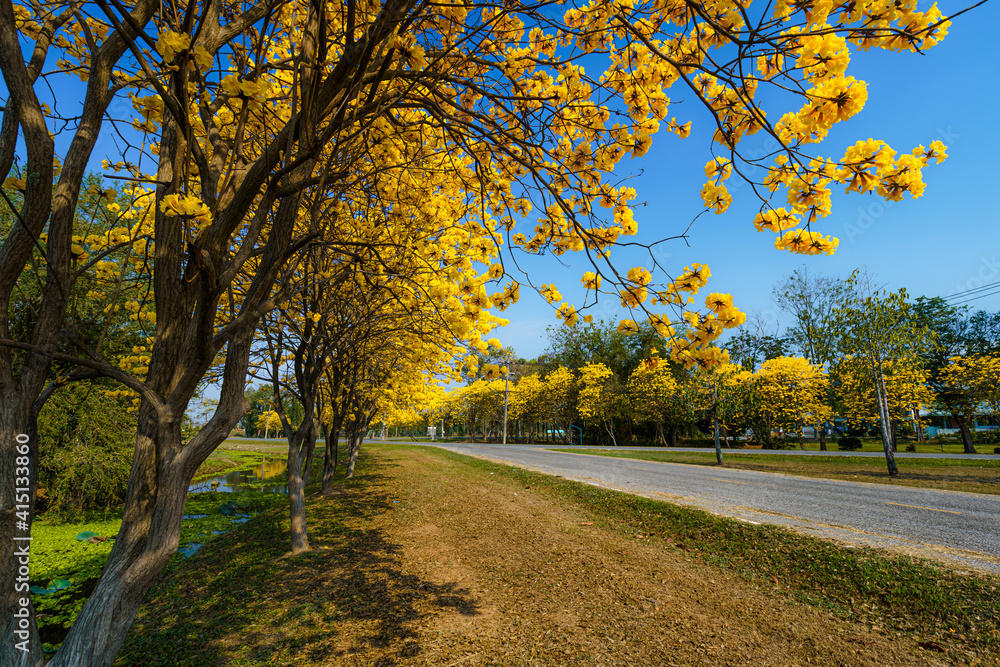 Yellow Golden Tabebuia Chrysotricha tree roadside with Park in landscape at blue sky background. Public place in Phitsanulok, Thailand.