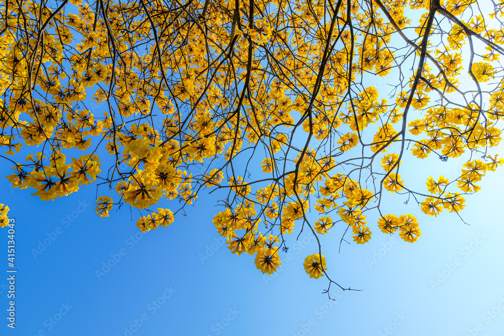 Beautiful blooming Yellow Golden Tabebuia Chrysotricha flowers with the park in spring day at blue sky background in Thailand. Beautiful blooming Yellow Golden Tabebuia Chrysotricha flowers with the park in spring day at blue sky background in Thailand.