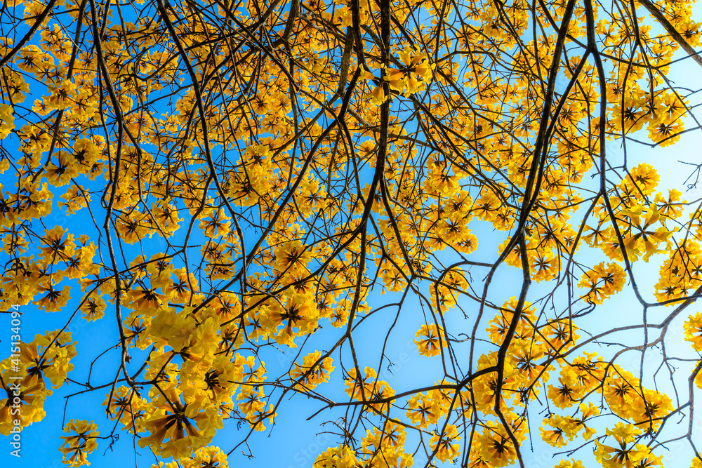 Beautiful blooming Yellow Golden Tabebuia Chrysotricha flowers with the park in spring day at blue sky background in Thailand. Beautiful blooming Yellow Golden Tabebuia Chrysotricha flowers with the park in spring day at blue sky background in Thailand.