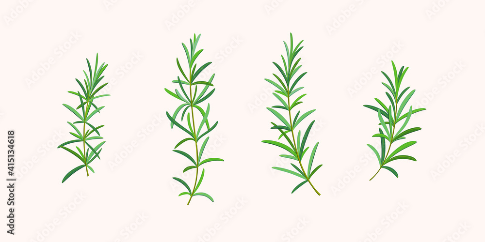 Set of rosemary branch. Vector detailed illustration. Set of rosemary branch. Vector detailed illustration.