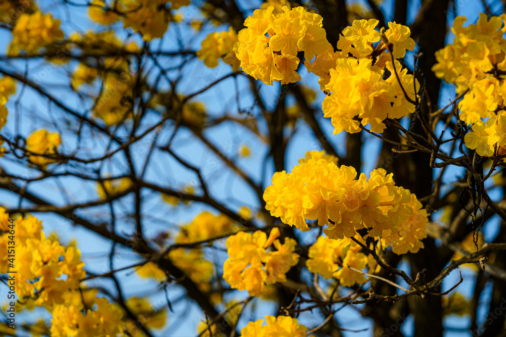 Beautiful blooming Yellow Golden Tabebuia Chrysotricha flowers with the park in spring day at blue sky background in Thailand. Beautiful blooming Yellow Golden Tabebuia Chrysotricha flowers with the park in spring day at blue sky background in Thailand.