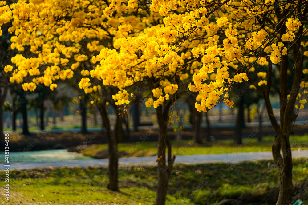 Beautiful blooming Yellow Golden Tabebuia Chrysotricha flowers with the park in spring day at Evening background in Thailand. Beautiful blooming Yellow Golden Tabebuia Chrysotricha flowers with the park in spring day at Evening background in Thailand.