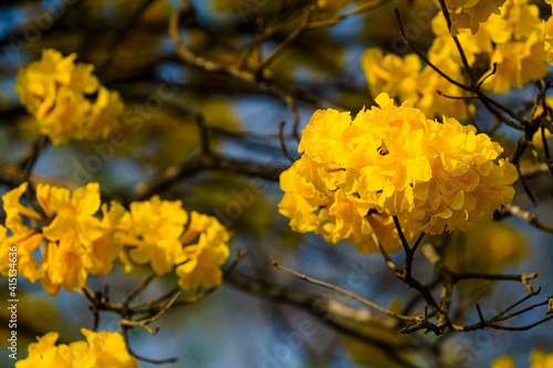 Beautiful blooming Yellow Golden Tabebuia Chrysotricha flowers with the park in spring day at Evening background in Thailand.