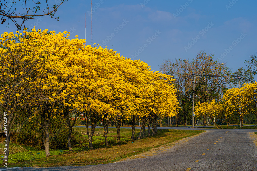 Yellow Golden Tabebuia Chrysotricha tree roadside with Park in landscape at blue sky background. Public place in Phitsanulok, Thailand.