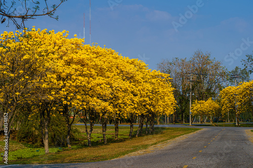 Fototapeta Naklejka Na Ścianę i Meble -  Yellow Golden Tabebuia Chrysotricha tree roadside with Park in landscape at blue sky background. Public place in Phitsanulok, Thailand.